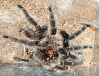 Brachypelma albopilosum tarantula