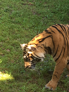 Tiger Maharajah Jungle Trek Disney's Animal Kingdom Walt Disney World