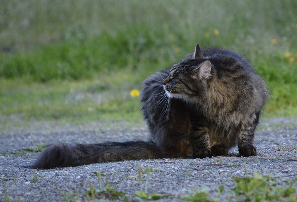 pus katt pusekatt kattepus