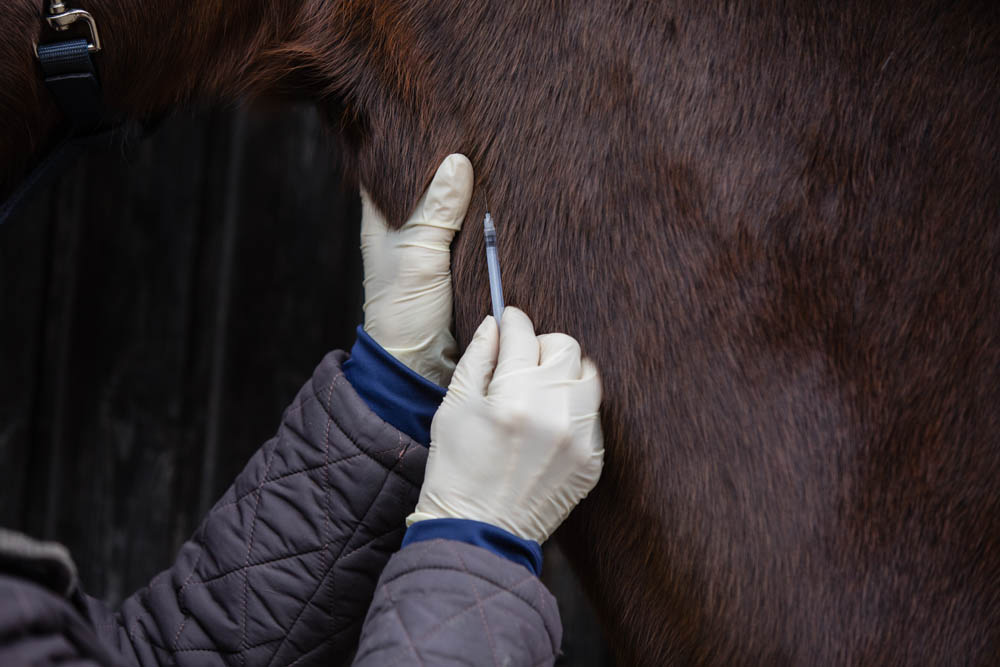 Un veterinario equino es un doctor en medicina veterinaria que brinda atención médica a los caballos. Sus responsabilidades pueden variar desde realizar exámenes de bienestar, tratar lesiones, hasta especializarse en ciertas áreas de este campo. Los veterinarios equinos solo pueden tratar caballos, pero sus oportunidades profesionales son enormes.