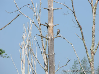 Green Heron