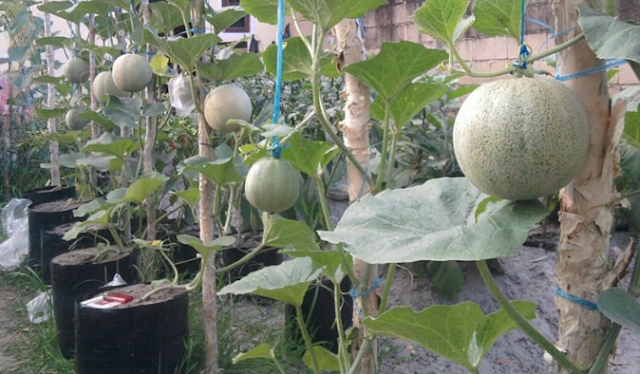 How to Plant Melon In Poly Bag On The Home Page