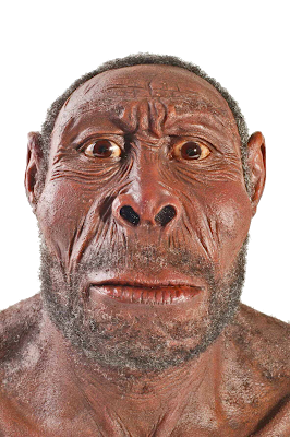 homo erectus