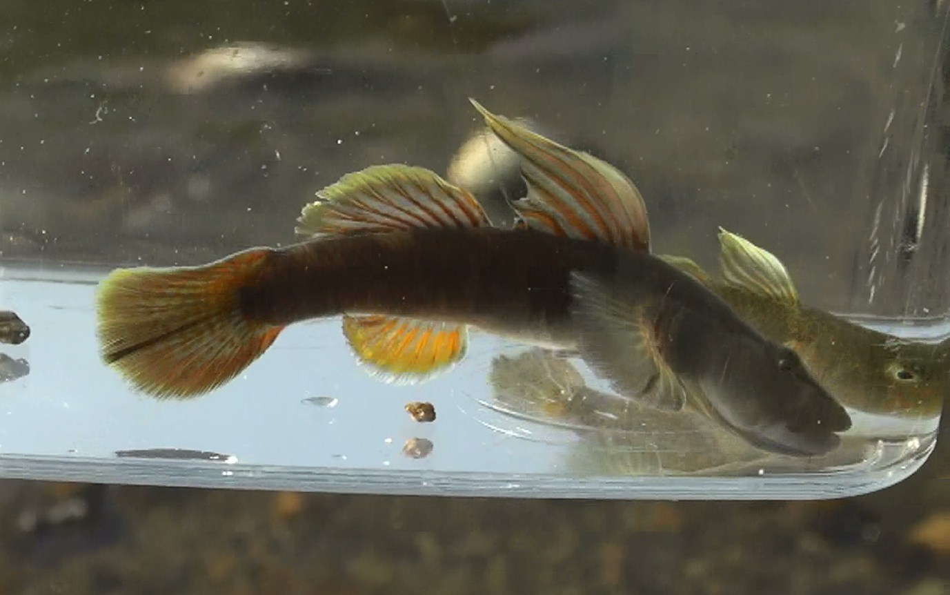 東京淡水魚図鑑 トウヨシノボリ ハゼ科ハゼ亜科ヨシノボリ属 橙色型