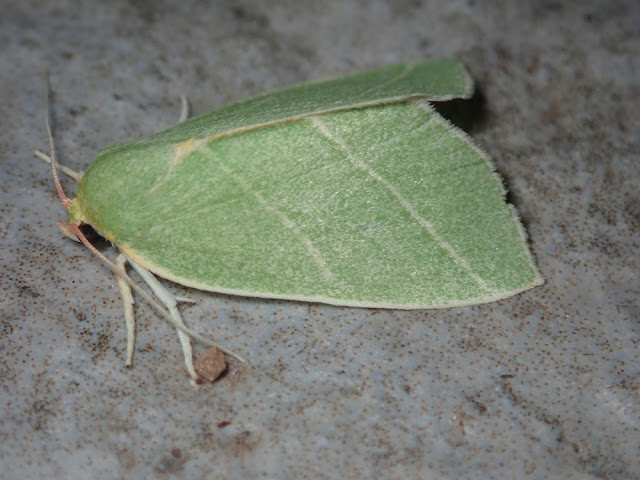 Bena bicolorana