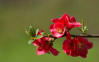 red-morning-flowers-with-green-leaves-pics