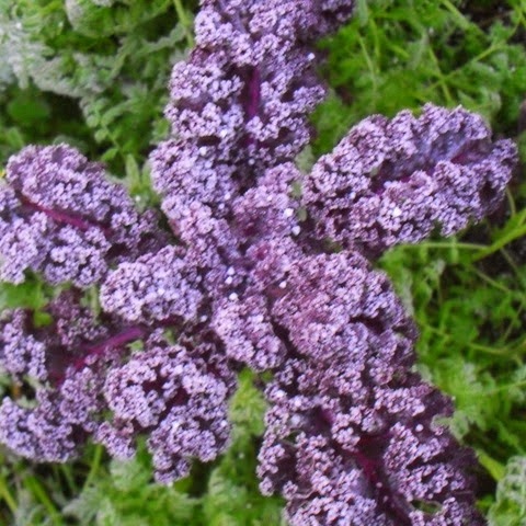 frosted scarlet kale - 18 December 2011