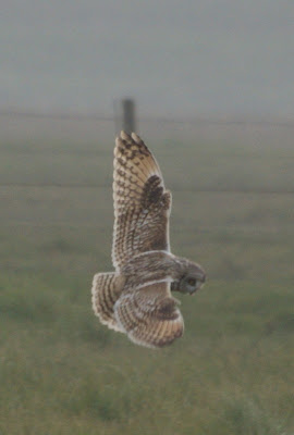 Fjildûle - Velduil - Asio flammeus