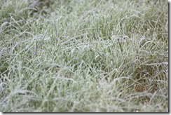 frost 009