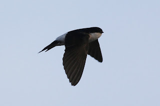 House Martin