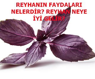 REYHANIN FAYDALARI NELERDİR? REYHAN NEYE İYİ GELİR?