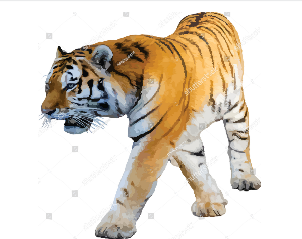 illustration tattoo tiger