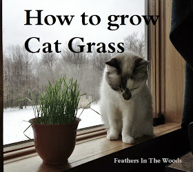 how to grow cat grass