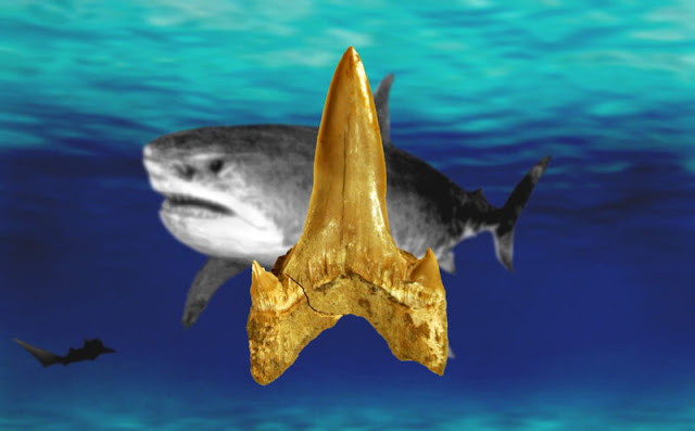 Fossil dig leads to unexpected discovery of 91-million-year-old shark new to science