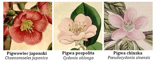 Pigwa pospolita Cydonia oblonga uprawa w Polsce jak uprawiac wygląda pigwy opis pochodzenie jak sadzic mrozoodpornosc drzewo podlewanie właściwości smak kwitnienie sadzenie zastosowanie wygląd