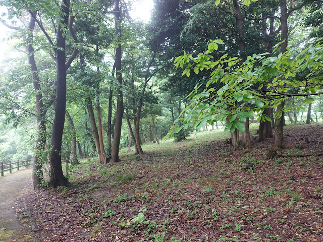 鳥取県西伯郡大山町妻木 鳥取県立むきばんだ史跡公園　弥生の森　遊歩道