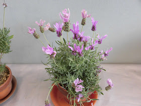 ６０歳で無職の優雅な日々 ラベンダー ザ プリンセス Lavandula Pedunculata The Princess Lavender