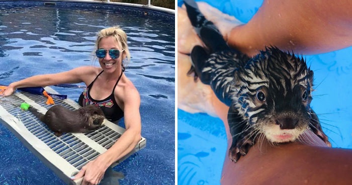 Animal Preserve Allows People To Swim With Adorable Tiny Otters