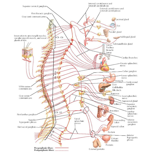Sympathetic Nervous System: Schema Anatomy