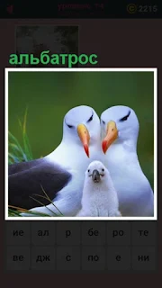  сидят два белых альбатроса с птенцом в траве