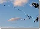 geese