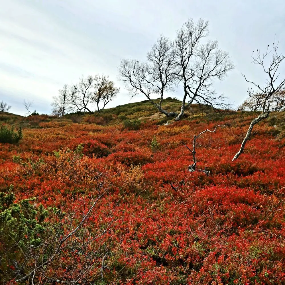 maaruska hehkuu