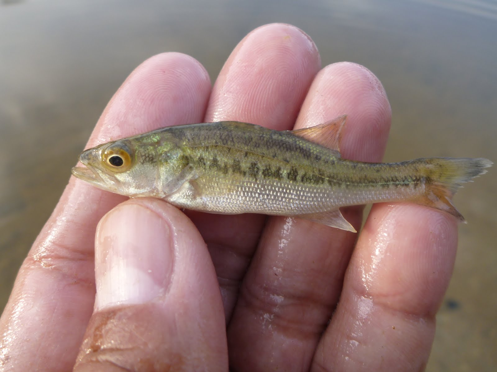 The Life Amphibious: The smallest smallmouth bass