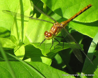 Dragonfly