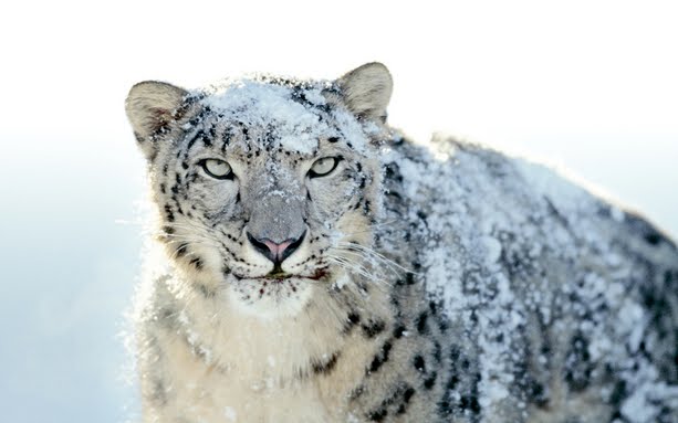 Snow Leopard Wallpaper Mac. Snow Leopard Wallpaper For