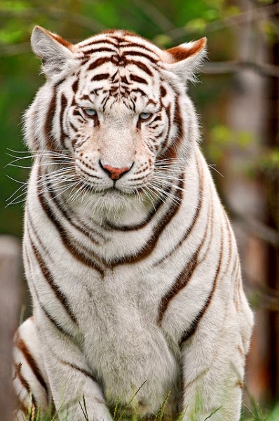Gambar Gambar Macan Keren Lengkap Kumpulan Harimau 