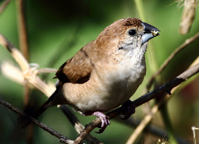 Indian Silverbill