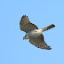 10月12日、絵鞆半島の渡り鳥、ハイタカが飛びました。