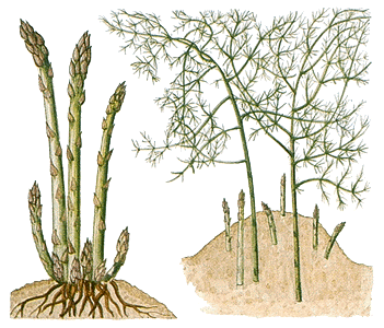 Growing asparagus