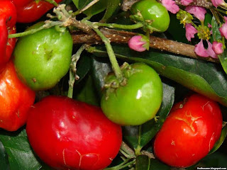 Barbados cherry fruit images wallpaper