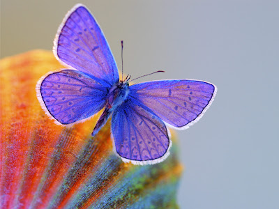 Blue Butterfly Free Wallpaper