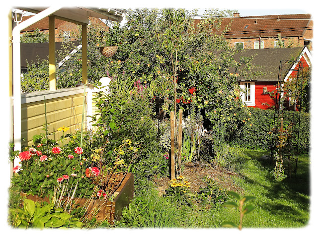 Sensommerbilder fra Solvang kolonihager, avdeling 1 på Sogn i Bydel Nordre Aker i Oslo.