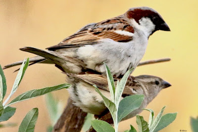House Sparrow - mating