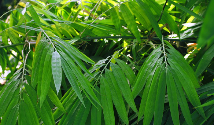 Uong Gemblung Asam Urat Coba Atasi Dengan Daun Bambu dan 