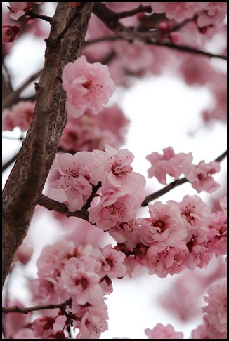 Cherry Blossom_2