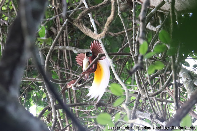 Lesser Birds of Paradise Birds (Paradisaea minor)