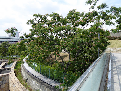 八幡屋公園 ネムノキ