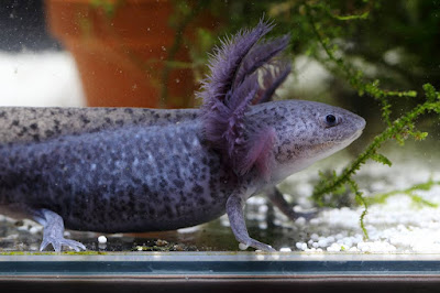 Axolotl Hitam ( Melanoid Axanthic )