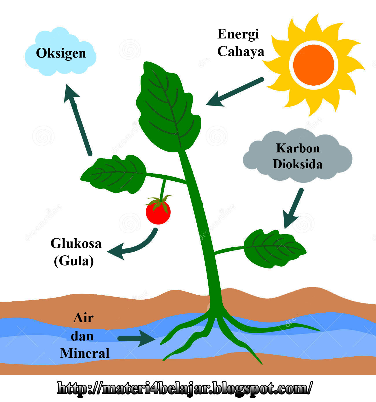 Proses Fotosintesis pada Tumbuhan Beserta Tempat 