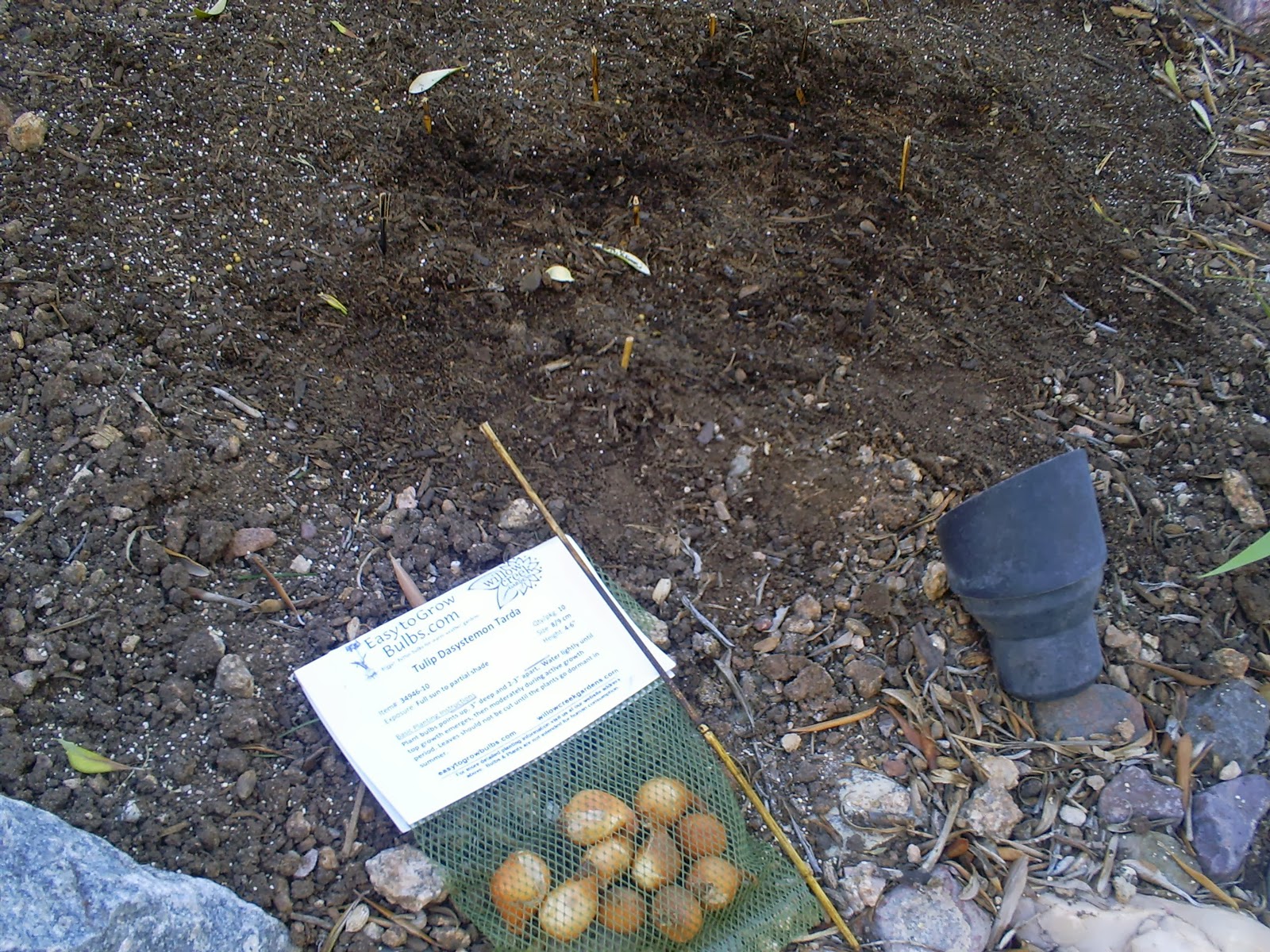 Tulips Bulbs And A Small Bamboo Stick