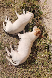 Sunbathing puppies
