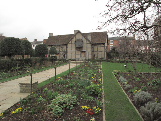 "When daffodils begin to peer..." in the garden of Shakespeare's Birthplace.