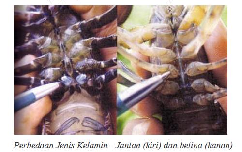 ... 315 jpeg 29kB, Lobster Air Tawar Terbesar Kelamin Lobster Air Tawar