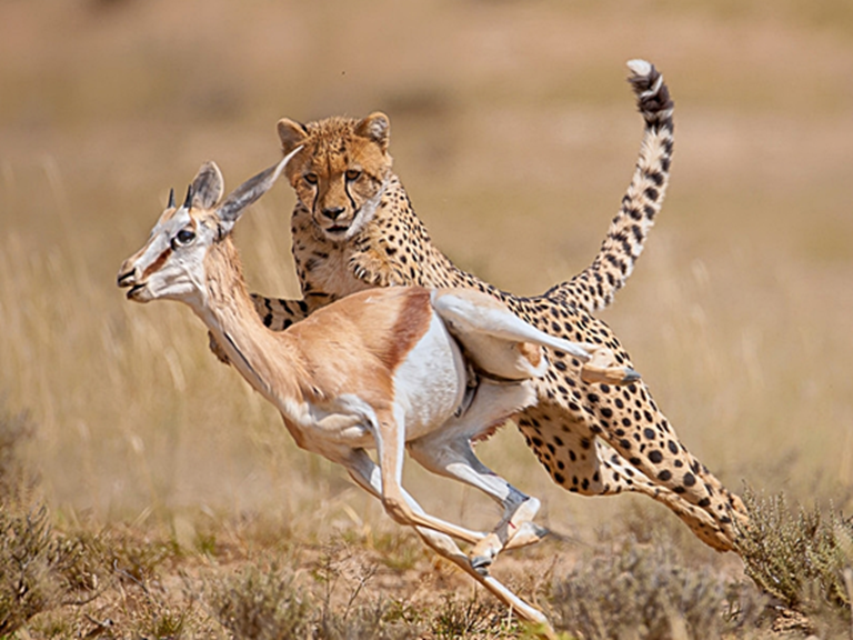 Relación depredador-presa. No es casualidad que los dos animales más rápidos de África sea un depredador especializado y su presa más común, ambos seleccionándose por ser más veloz y ágil. La relación depredador-presa es bidireccional, pues las presas no están indefensas, y aunque un depredador puede matarlas, fallará más del 90% de sus cacerías.