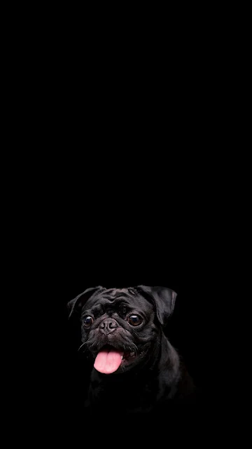 Cute Black Pug Dog Wallpaper