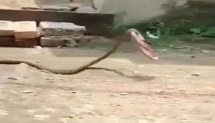 snake-slithering-away-with-slipper-